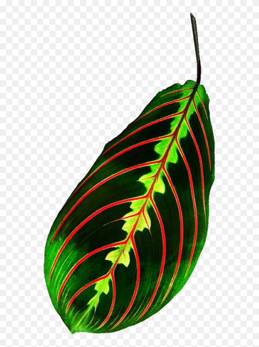 573x1065 Tropical Leaf - Tropical Leaf PNG