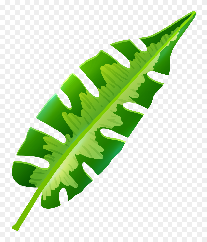 6775x8000 Tropical Leaf Cliparts - Okra Clipart