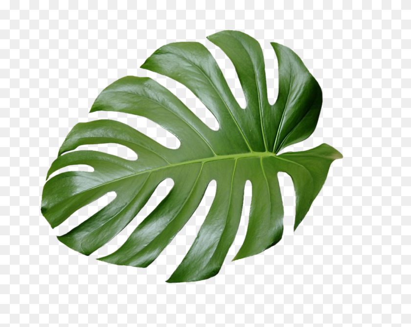 Tropical Leaf Plant Aesthetic Ftestickers Freetoedit - Tropical Leaf ...