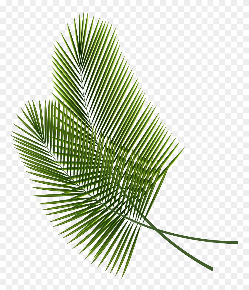 5295x6226 Tropical Leaves Png Clipart - Pond PNG