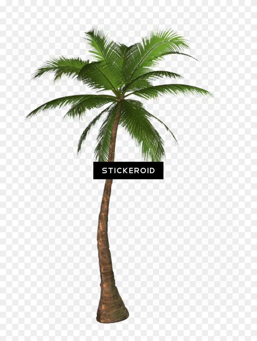 1225x1660 Tropical Palm Tree Png - Desert Tree PNG