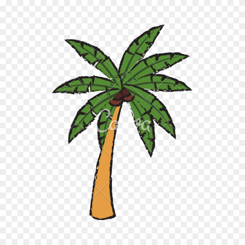 800x800 Tropical Palm Tree Sketch - Tree Sketch PNG