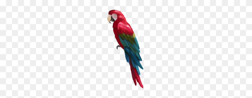 220x266 Изображение Запаса Тропического Попугая Яркое Большое Тропическое Изображение Попугая - Margaritaville Clipart