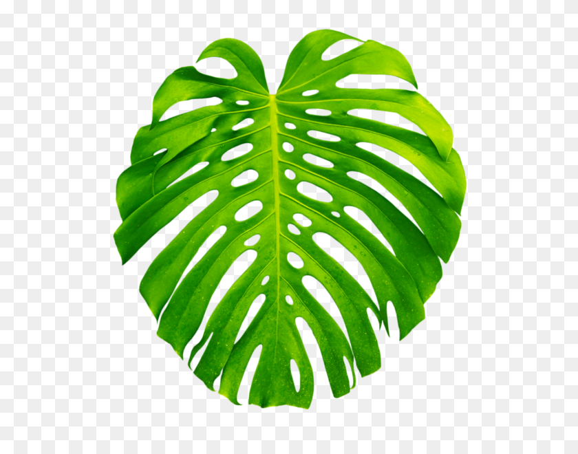 600x600 Tropical Plants Png - Tropical Plants PNG
