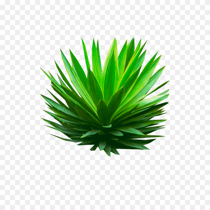 1056x1056 Tropical Png Tree Download Png - Tropical Plant PNG