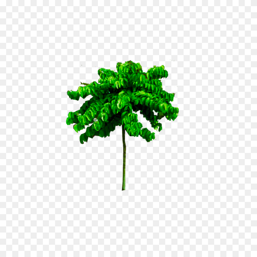 900x900 Тропическое Дерево Png Изображение Высокого Качества На Прозрачном Фоне - Небесный Фон Png