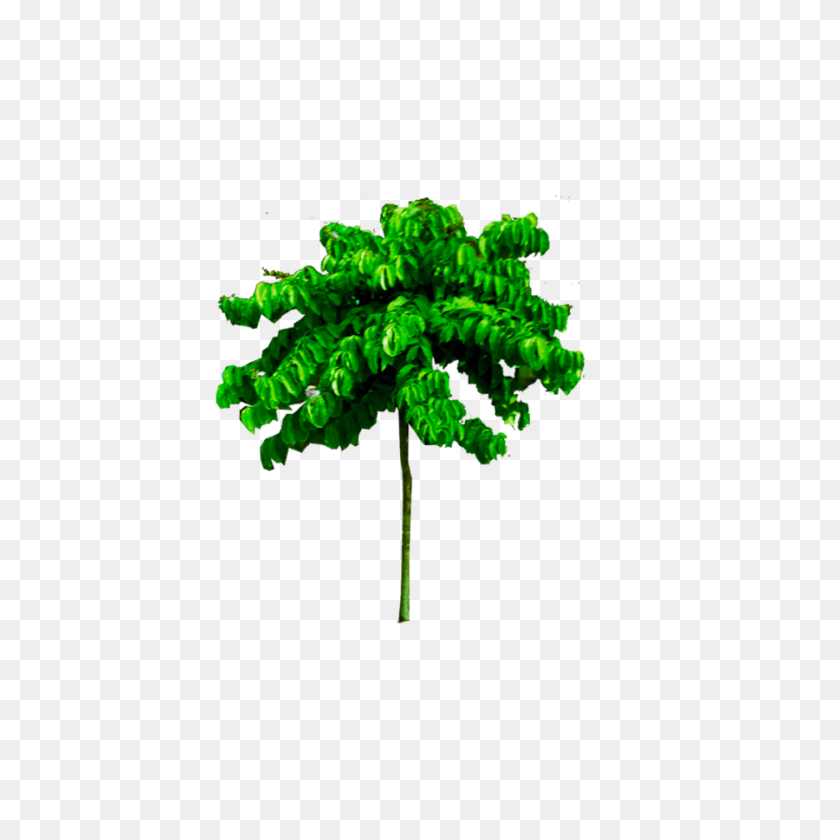 900x900 Árbol Tropical Png Imagen Fondo Transparente De Alta Calidad - Fondo De Cielo Png