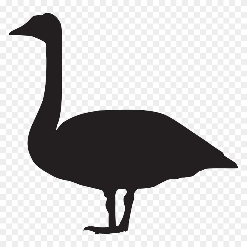 1024x1024 Trumpeter Swan Overview, All About Birds, Cornell Lab Of Ornithology - Swan PNG