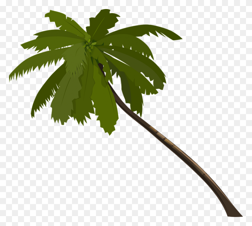 810x720 Trunk Palm Tree Clipart, Explore Pictures - Palm Leaf Clipart