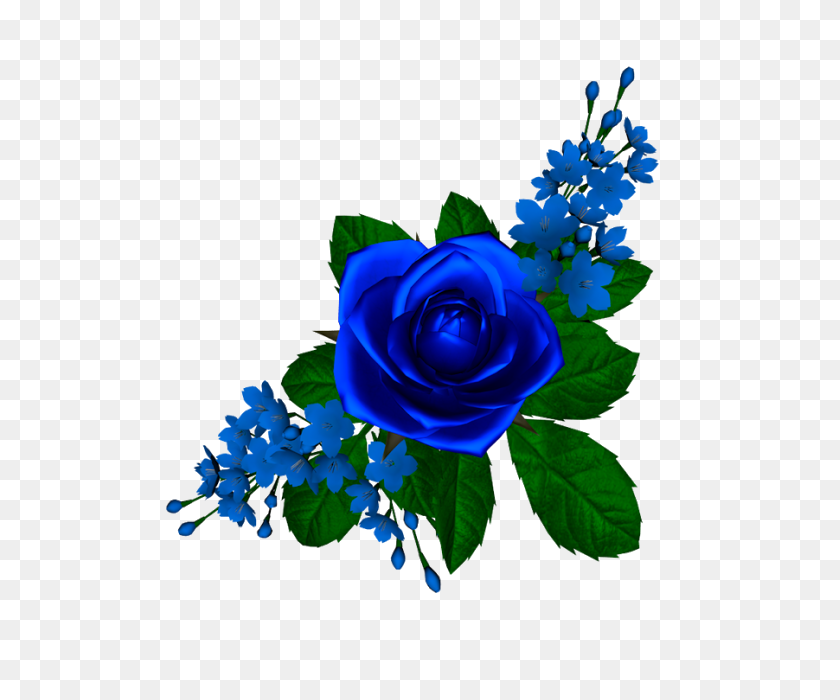 519x640 Туба Флорес Роза Азул Цветы Png, Синие Розы И Роза - Голубая Роза В Png