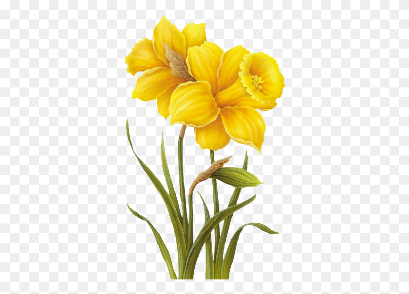 330x545 Tubes De Flores Narcisos, Flores - Narciso Png