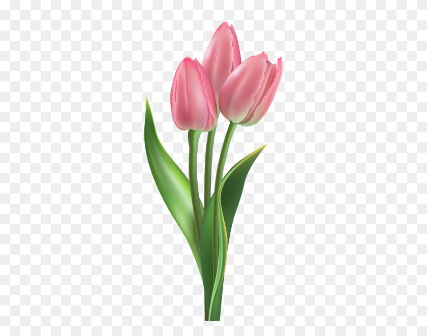 292x600 Tulip And Water Lilies - Tulip PNG