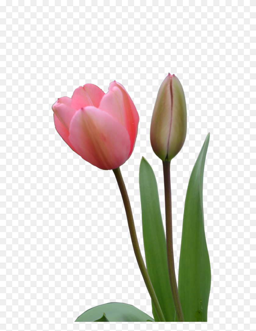 683x1024 Tulip Bud Png - Real Flowers PNG
