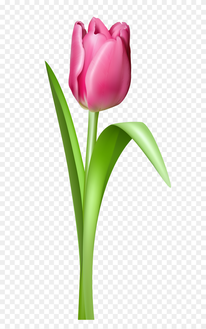 600x1281 Tulip Clip Art - Simple Rose Clipart