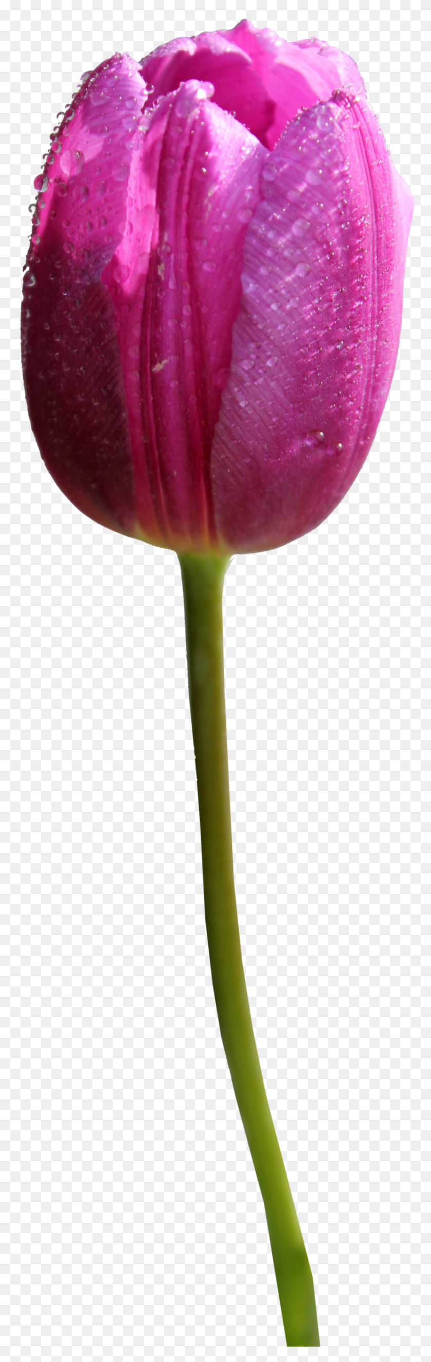 830x2758 Tulip Clipart Black And White Graphics Botanical Flower Image - Tulip Images Clip Art