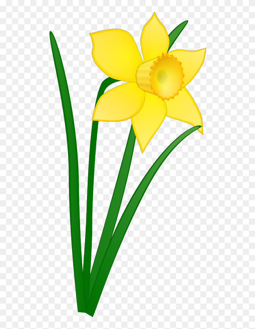 547x1024 Tulip Clipart Daffodil Flower Clip Art No Background - Flower Background Clipart