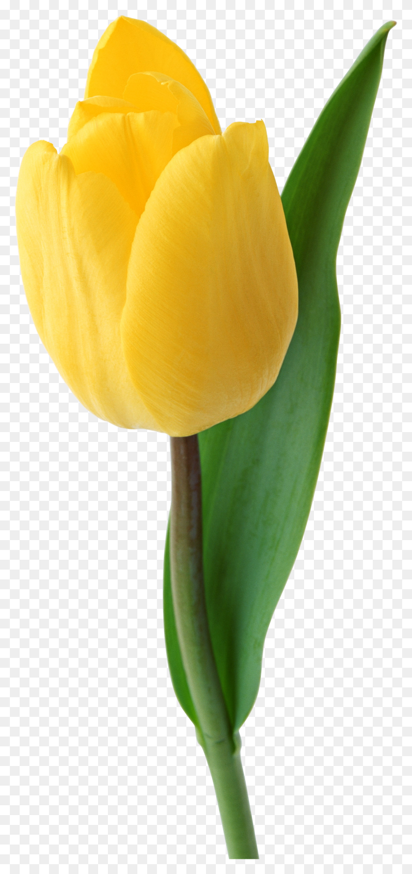 1243x2742 Tulip Clipart Yellow Tulip - Tulip Images Clip Art