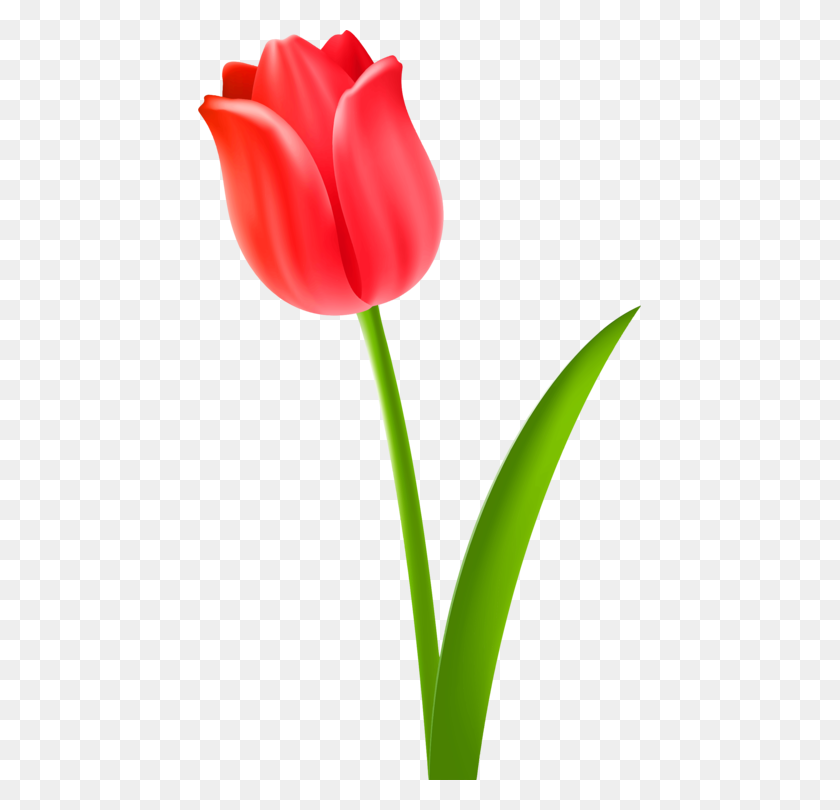 443x750 Tulip Cut Flowers Drawing Plant Stem - Flower Drawing PNG