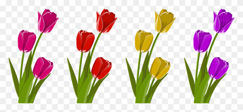 1786x750 Тюльпан Срезанные Цветы Лепесток Стебель Растения - Лепесток Цветка Клипарт