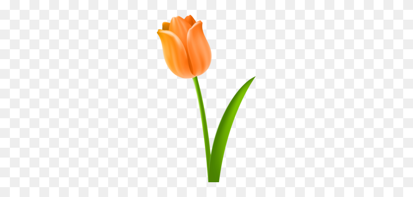 201x340 Tulip Drawing Openoffice Draw Graphic Arts - Pastel Flowers PNG