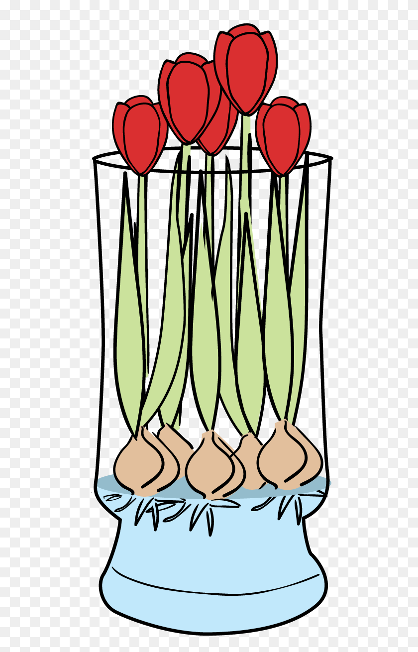 600x1250 Tulip Faq Bloomaker - Imágenes Prediseñadas De Flor Marchita
