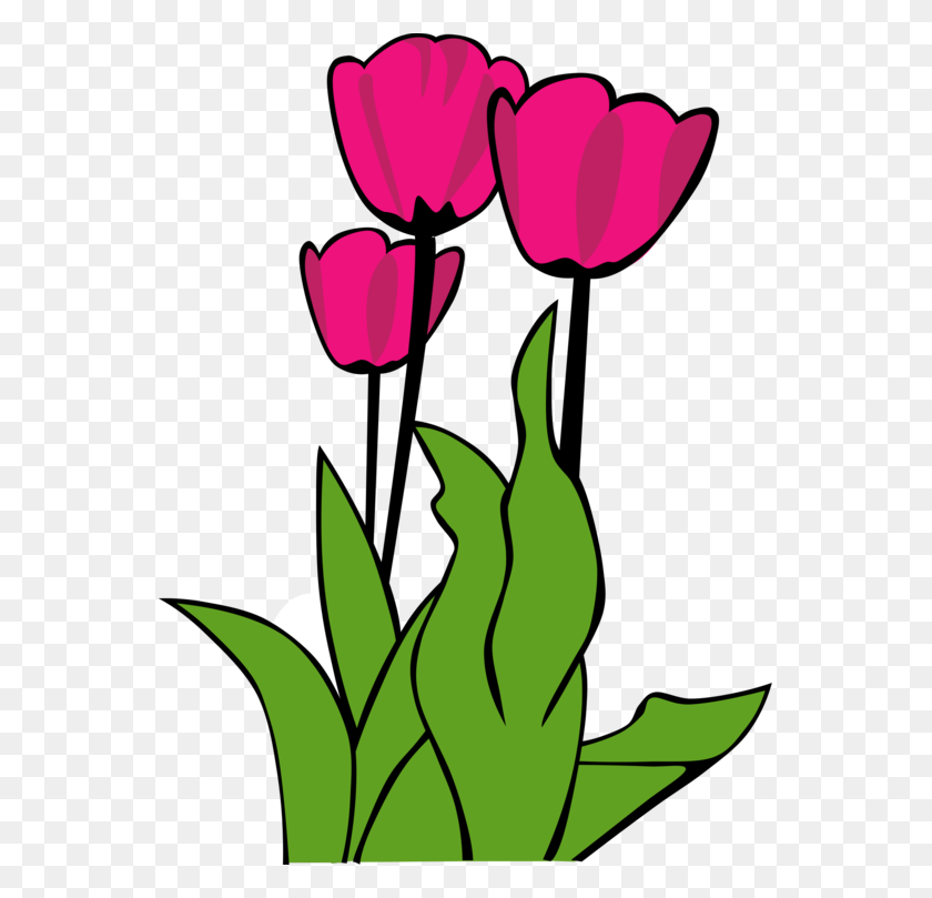 553x749 Скачать Документ Цветок Тюльпана - Клипарт Тюльпан Изображения