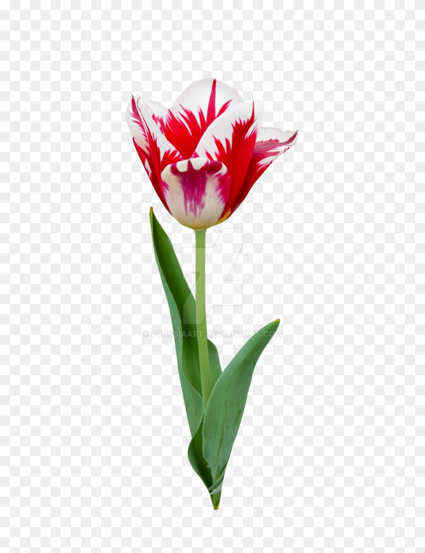 774x1031 Цветок Тюльпана На Прозрачном Фоне - Весенний Фон Png