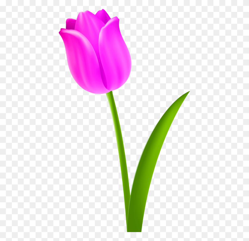 443x750 Tulipán De La Flor De Pétalos De Color Púrpura - Tulip Png