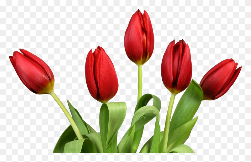 1832x1139 Tulip Flower Png Images Free Gallery - Real Flowers PNG