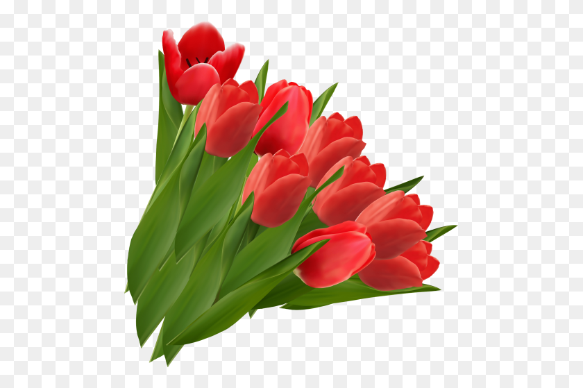 481x499 Tulip Png - Tulip PNG