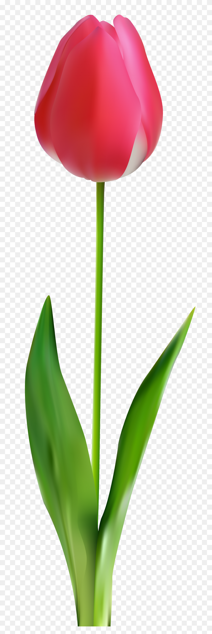 2543x8000 Tulip Png Clipart - Tulip Png