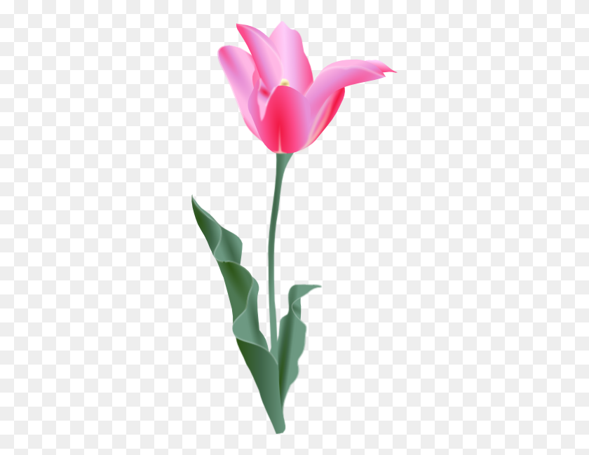 294x589 Tulip Png, Clipart For Web - Tulip Images Clipart