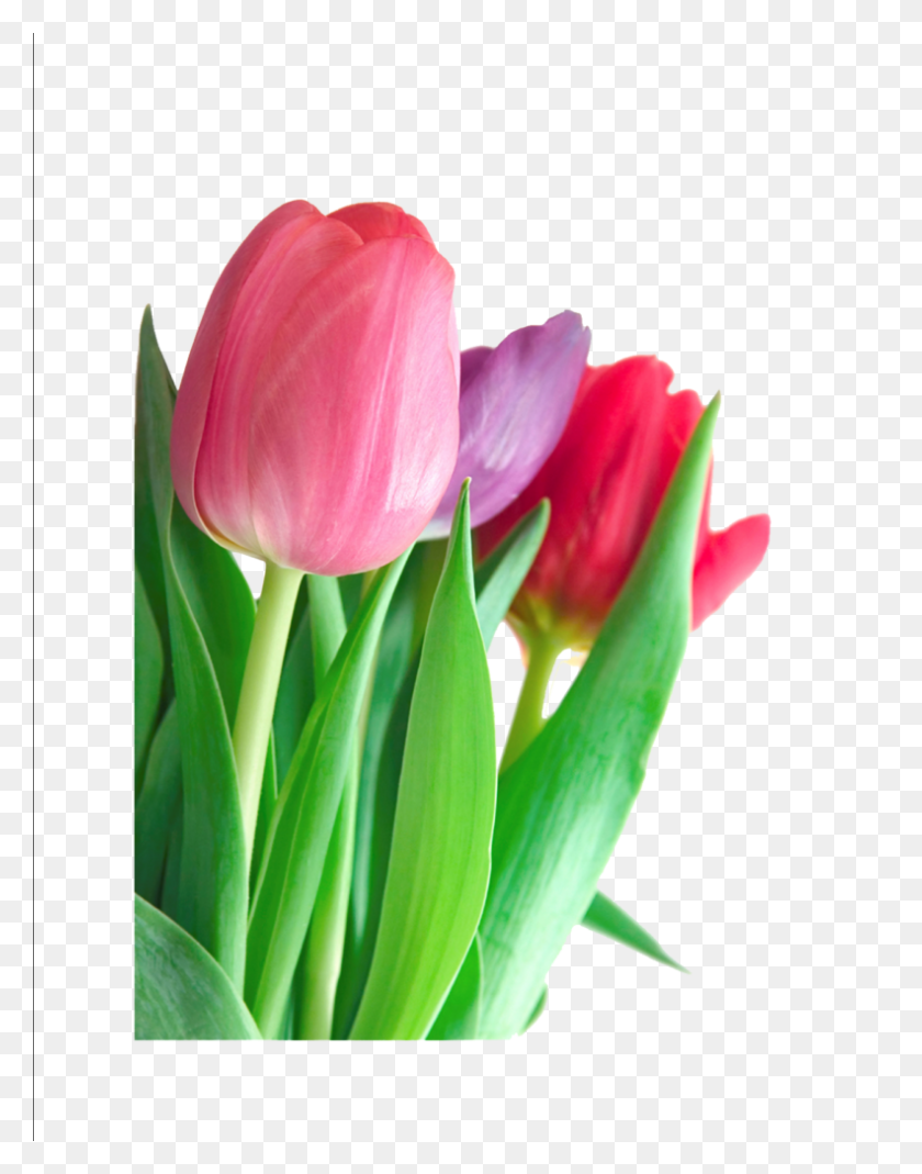 791x1024 Tulip Png Clipart - Tulip Png
