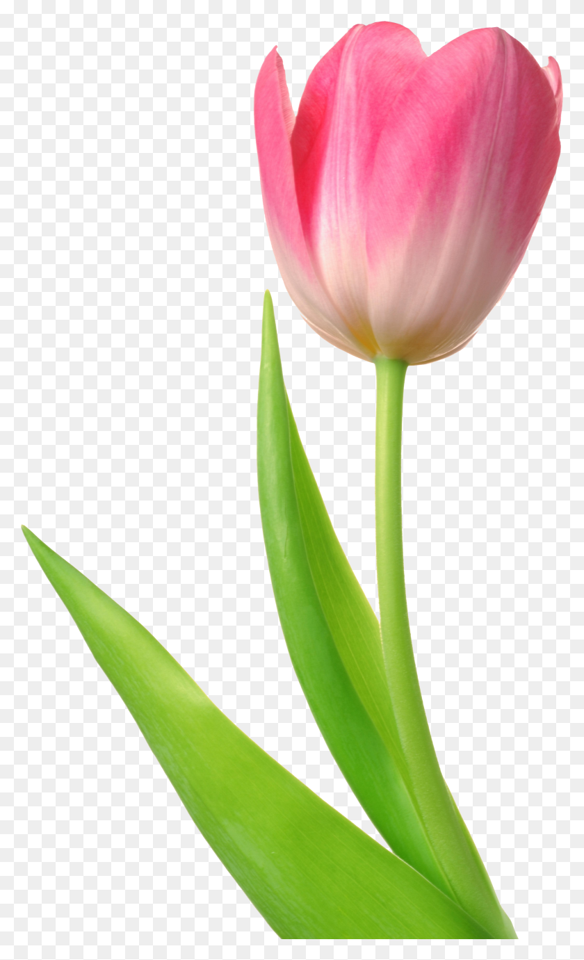 2078x3521 Tulipán Imagen Png - Fondo De Primavera Png
