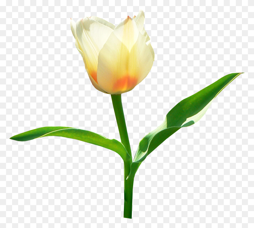 1331x1189 Tulipán Imagen Png - Tulip Png