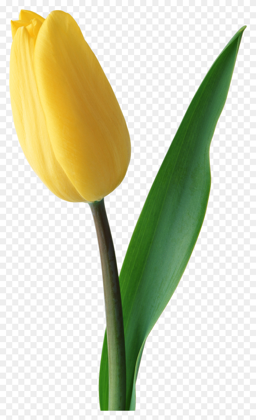 1589x2680 Tulip Png Images Free Download - Yellow Flower PNG