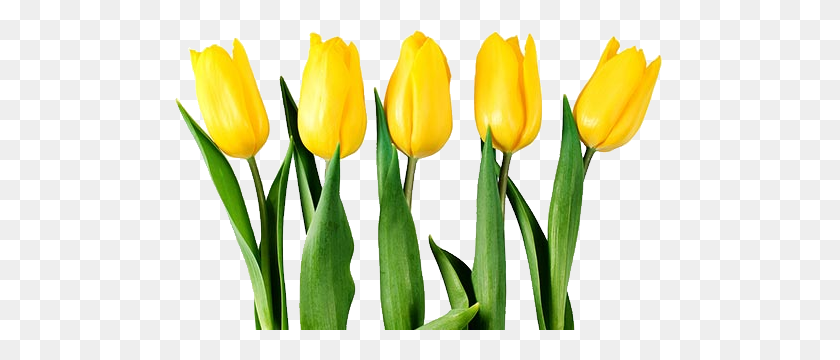 489x300 Tulip Png Images Free Download - Tulip PNG