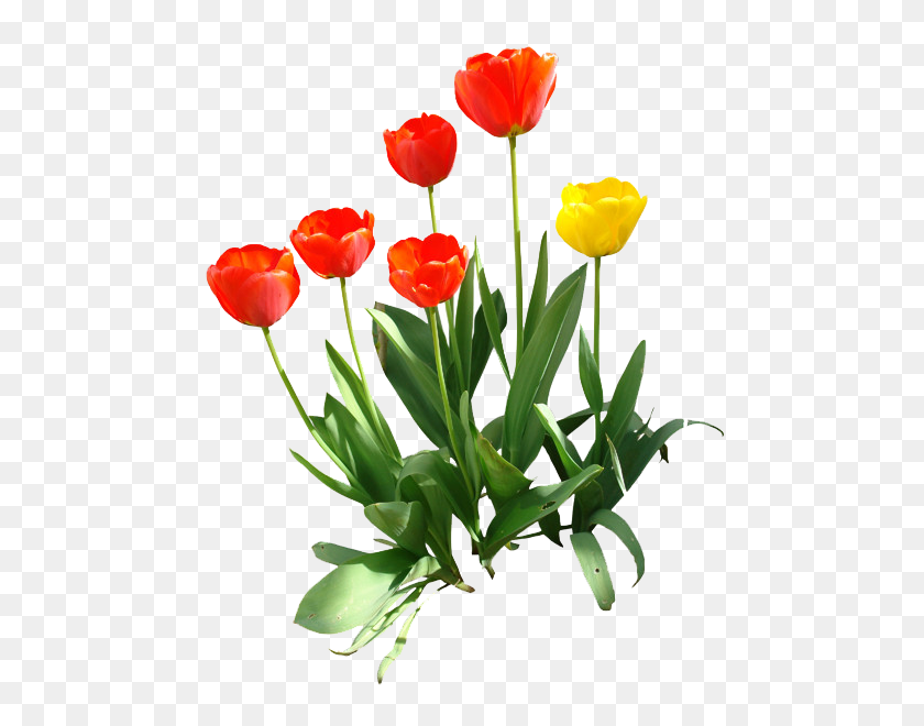 486x600 Tulip Png Images Transparent Free Download - Tulip PNG