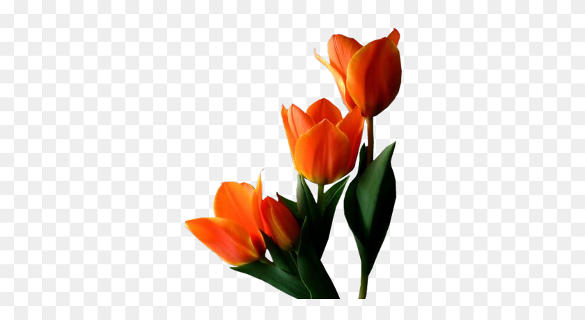 332x400 Tulip Png Picture Web Icons Png - Tulip PNG