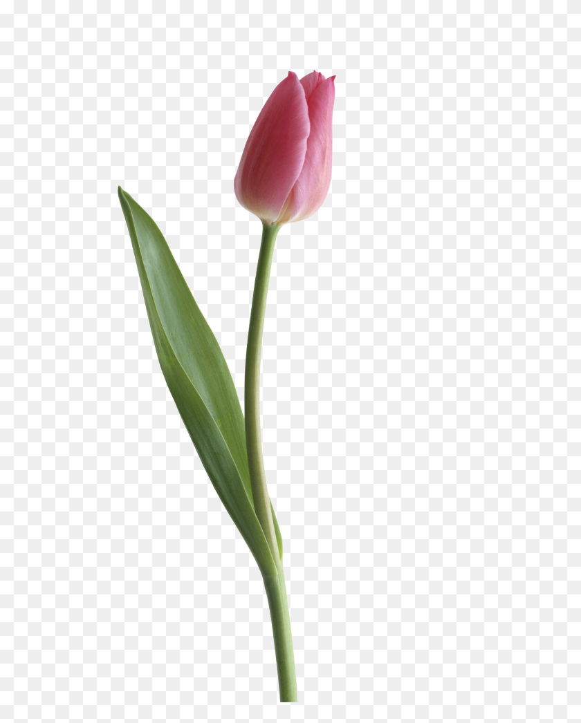 700x986 Tulip Png Transparent Images - Single Flower PNG