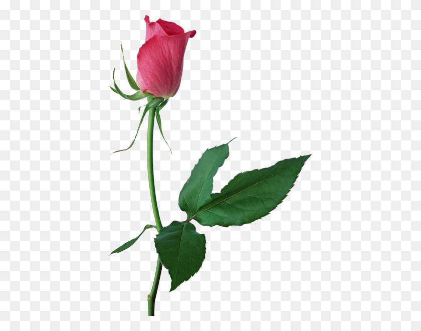 408x600 Тюльпаны Розовые Розы, Роза, Бутоны Роз - Клипарт Одиночная Роза