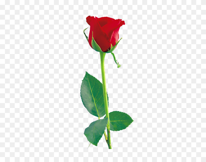 297x600 Tulipanes Rosas Rojas, Rosa Roja Png, Rosa - Una Sola Flor Png