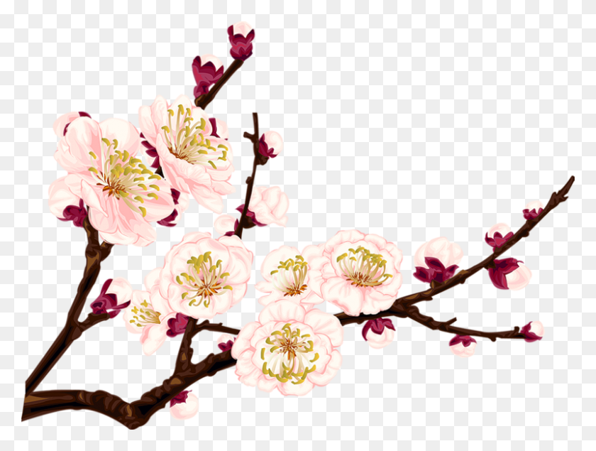 800x590 Tumblr Flower Flowers Branch Branchs - Cherry Blossom Branch PNG
