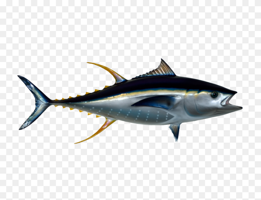 866x650 Tuna Fish Png Transparent Image - Tuna PNG