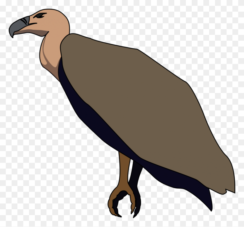 811x750 Turkey Vulture Beaky Buzzard Bird Of Prey - Prey Clipart