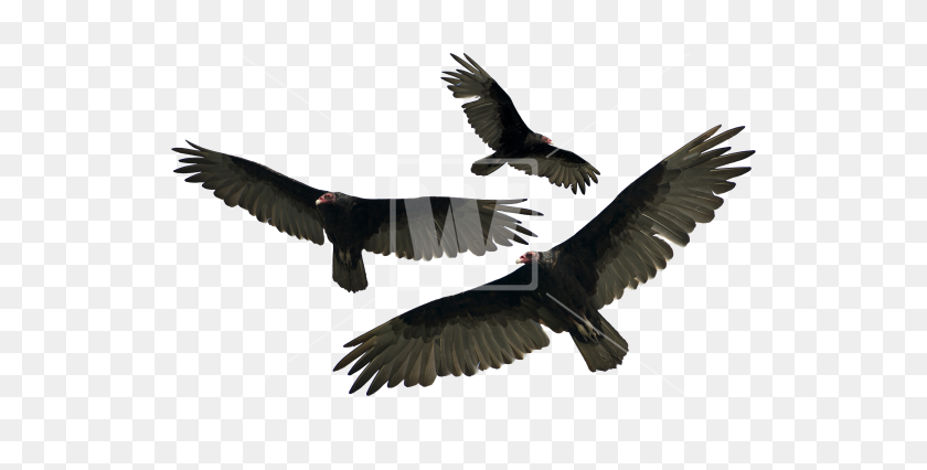 550x366 Turkey Vulture Isolated - Vulture PNG
