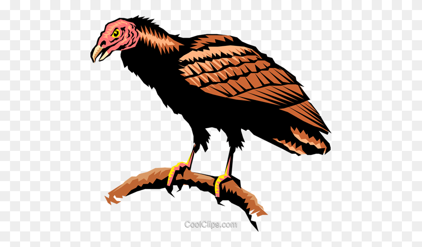 480x431 Turkey Vulture Royalty Free Vector Clip Art Illustration - Vulture PNG