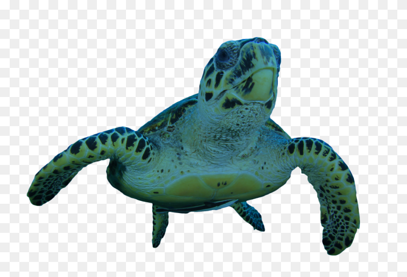 1024x672 Turtle - Sea Turtle PNG