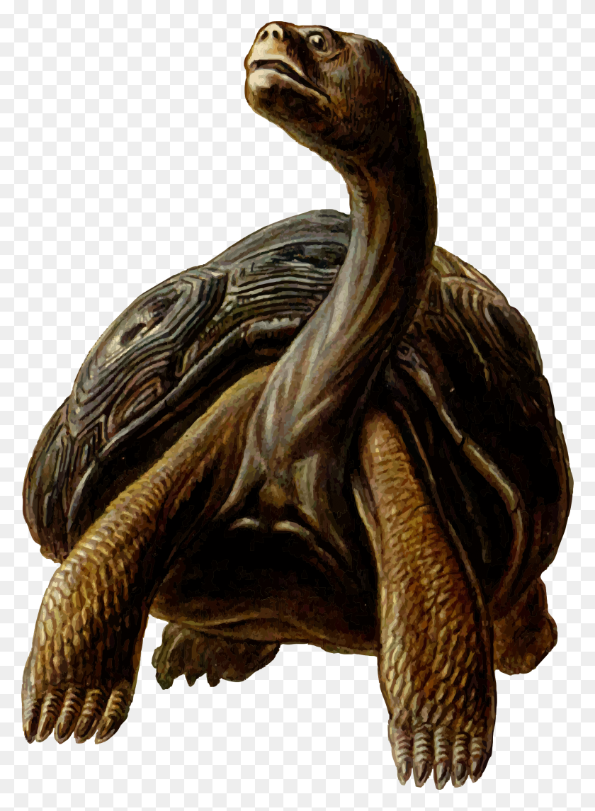 1724x2400 Turtle Clip Art Black And White Image - Tortoise Clipart