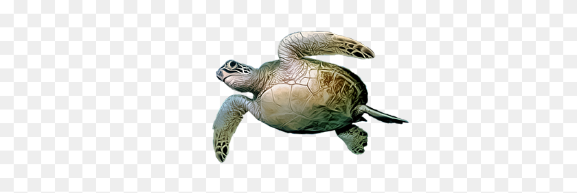 675x222 Turtle Png Images Free Download - Sea Turtle PNG